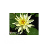 Nufar Nymphaea Sunrise